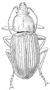 Attēlu rezultāti vaicājumam “Pterostichus sp.”