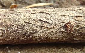 Attēlu rezultāti vaicājumam “Biatora sphaeroides”