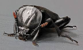 Attēlu rezultāti vaicājumam “Necrodes littoralis”