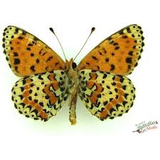 Attēlu rezultāti vaicājumam “Melitaea didyma male”