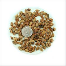 Attēlu rezultāti vaicājumam “Crataegus submollis fruit”