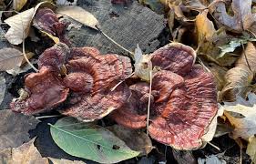 Attēlu rezultāti vaicājumam “Diderma rufostriatum sessile”