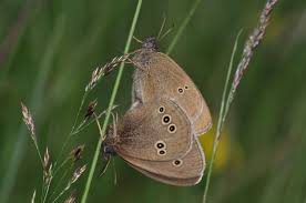 Attēlu rezultāti vaicājumam “Aphantopus hyperantus underside”
