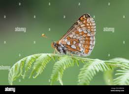 Attēlu rezultāti vaicājumam “Euphydrias aurinia underside”