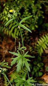 Attēlu rezultāti vaicājumam “Ranunculus acris”