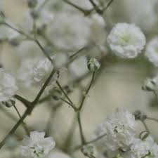 Attēlu rezultāti vaicājumam “Gypsophila fastigiata flower”