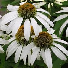 Image result for Echinacea Lustre hybrids