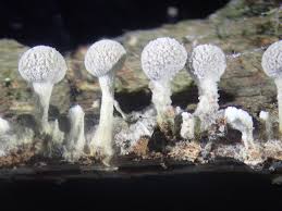 Attēlu rezultāti vaicājumam “Phleogena faginea sessile”