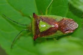 Attēlu rezultāti vaicājumam “Acanthosoma haemorrhoidale imago”