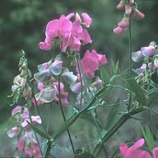 Attēlu rezultāti vaicājumam “Lathyrus latifolius flower”