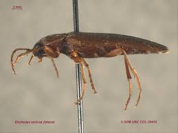 Attēlu rezultāti vaicājumam “Melandryidae”