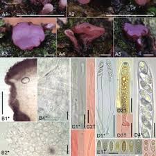 Attēlu rezultāti vaicājumam “Hyaloscypha hyalina”