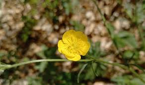 Attēlu rezultāti vaicājumam “Ranunculus polyanthemos”