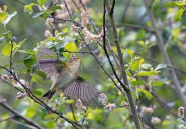 Image result for Phylloscopus ibericus