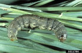 Attēlu rezultāti vaicājumam “Agrotis ripae larva”