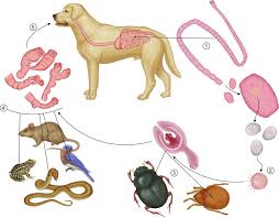 Image result for cestoda excrement dog