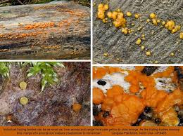 Attēlu rezultāti vaicājumam “Dacrymyces stillatus”