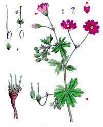 Attēlu rezultāti vaicājumam “Geranium pyrenaicum”