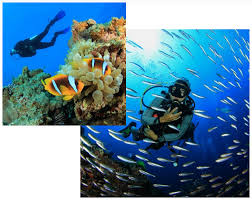 Image result for Great Western Divers