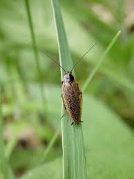 Attēlu rezultāti vaicājumam “Ectobius sylvestris male”