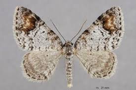 Attēlu rezultāti vaicājumam “Venusia blomeri”