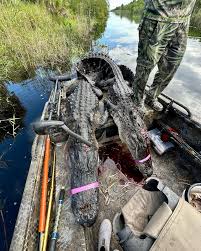 Image result for London Gators