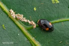 Attēlu rezultāti vaicājumam “Coccinellidae”