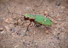 Attēlu rezultāti vaicājumam “Cicindela campestris imago”