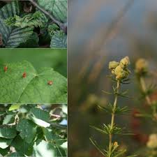 Attēlu rezultāti vaicājumam “Acalitus longisetosus”
