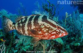 Image result for Epinephelus striatus