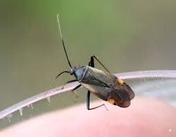 Attēlu rezultāti vaicājumam “Adelphocoris quadripunctatus imago”