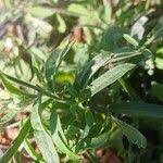 Attēlu rezultāti vaicājumam “Berteroa incana fruit”