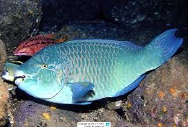 Image result for Scarus fuscopurpureus