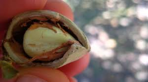 Attēlu rezultāti vaicājumam “Corylus avellana fruit”