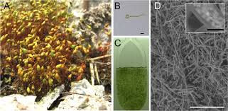 Attēlu rezultāti vaicājumam “Funaria hygrometrica sporophyte”