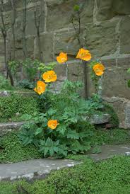 Image result for Meconopsis cambrica