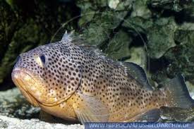 Image result for Epinephelus adscensionis