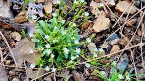 Attēlu rezultāti vaicājumam “Androsace septentrionalis”