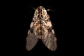 Attēlu rezultāti vaicājumam “Stemonitopsis hyperopta var. landewaldii macro”