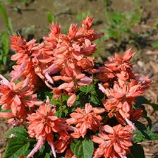 Image result for Salvia splendens