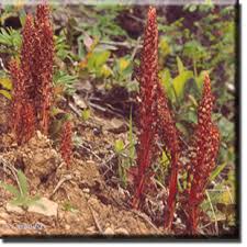 Attēlu rezultāti vaicājumam “Comatricha alta stalked”