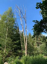 Attēlu rezultāti vaicājumam “Hymenoscyphus fraxineus”