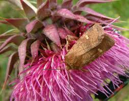 Attēlu rezultāti vaicājumam “Eriopygodes imbecilla”