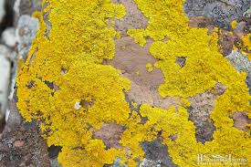 Attēlu rezultāti vaicājumam “Xanthoria parietina”