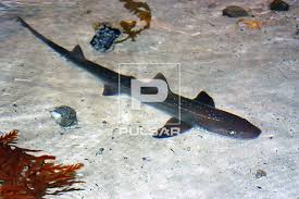 Image result for Mustelus antarcticus