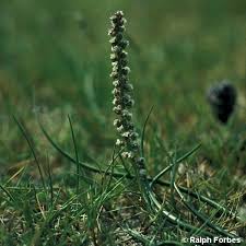 Attēlu rezultāti vaicājumam “Triglochin palustre”