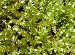 Attēlu rezultāti vaicājumam “Brachythecium rivulare”