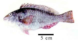 Image result for Sparisoma rubripinne