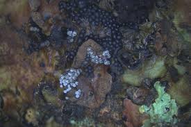 Attēlu rezultāti vaicājumam “Physarum confertum”