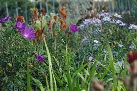 Image result for site:net pino◆MatthewZ8E